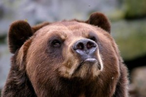 Create meme: Bear