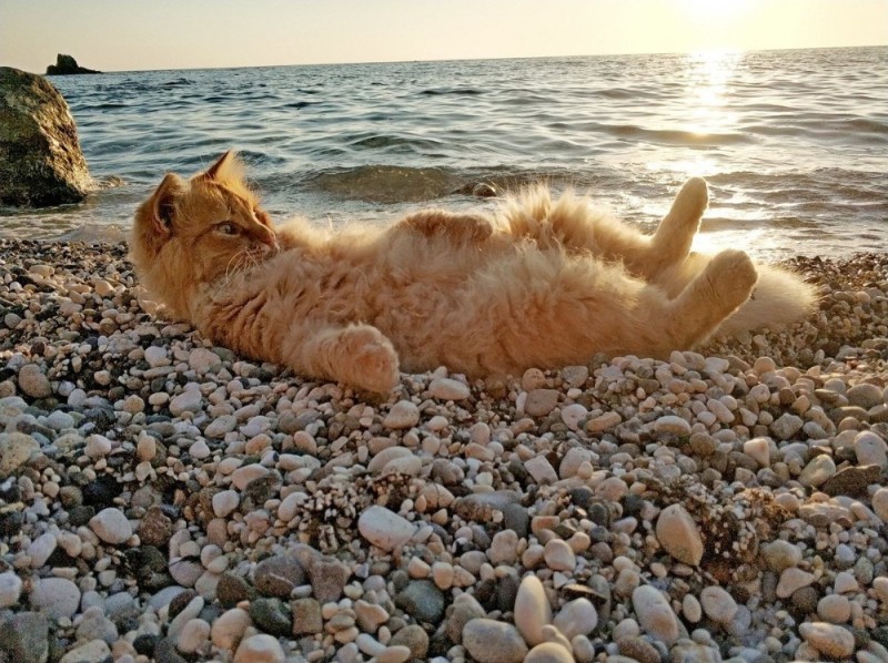 Create meme: seal of the sea, sea cat, cat on the beach