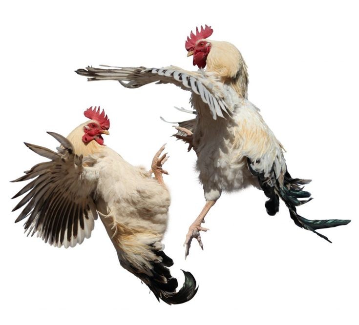 Create meme: roosters fight, a rooster in flight, rooster chicken