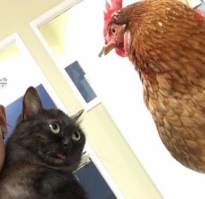 Create meme: chicken, drunk chicken, cat meme