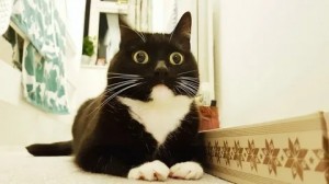 Create meme: cat, the surprised cat, cat