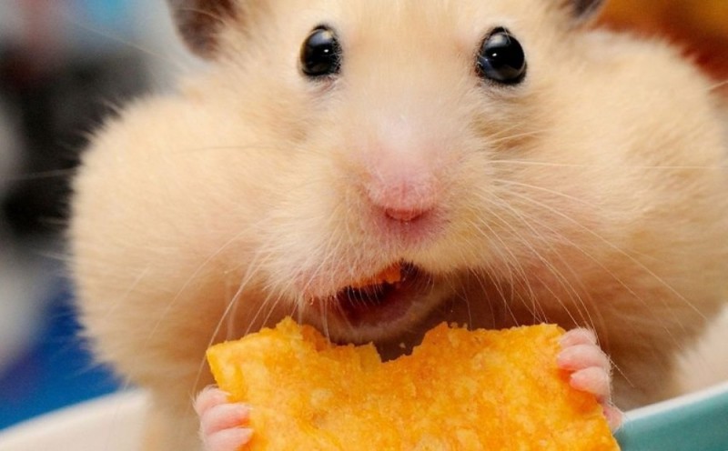 Create meme: hamster , the Syrian hamster , Funny hamster