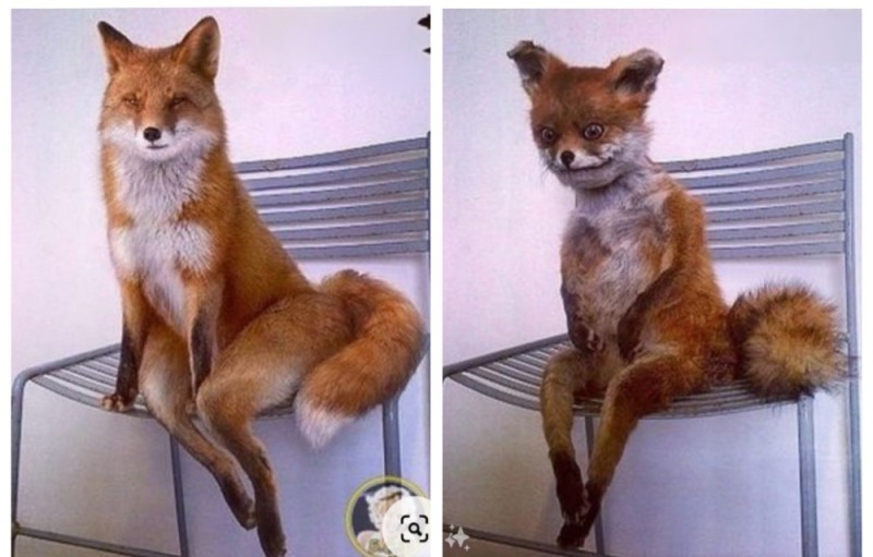 Create meme: stuffed fox, Fox meme, fox on a chair meme