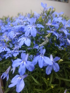 Create meme: Lobelia Cambridge blue, flowers Lobelia, Lobelia erinus