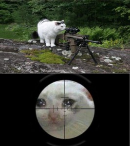 Create meme: sniper, cat sniper, sniper meme