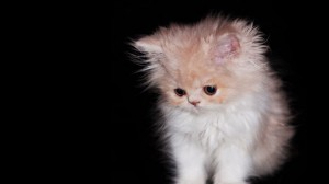 Create meme: Persian cat, Persian kittens, kittens small fluffy