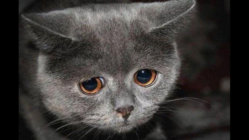 Create meme: sad cat, sad grey cat, meme sad kitty