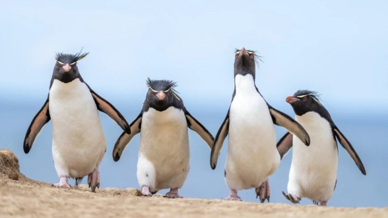 Create meme: crested penguins, great crested penguin, madagascar penguin bird