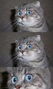 Create meme: the surprised cat, the surprised cat, meme surprised cat