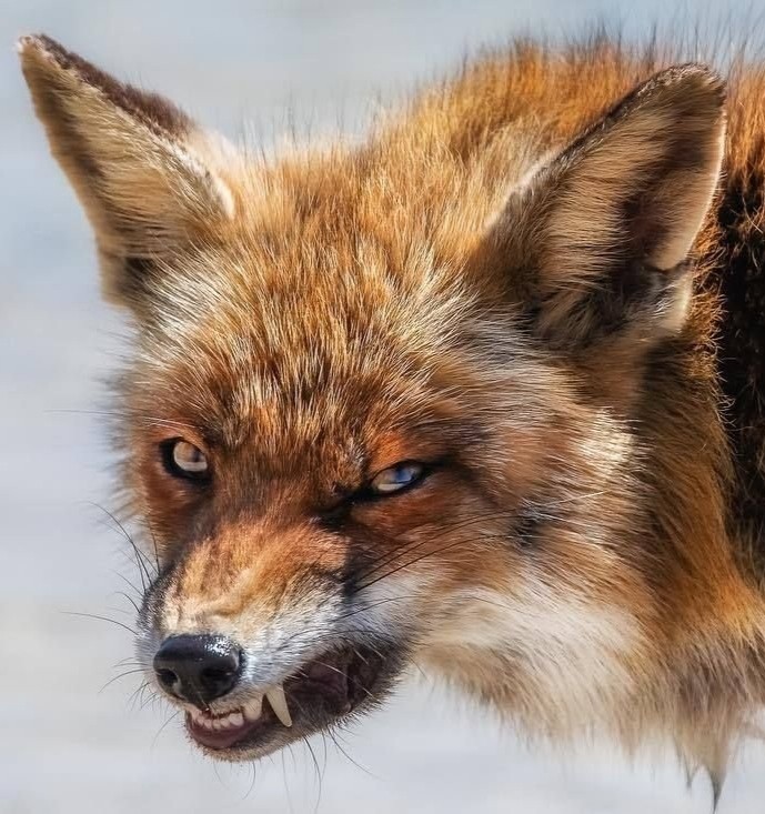 Create meme: the fox 's grin, Fox , mad fox