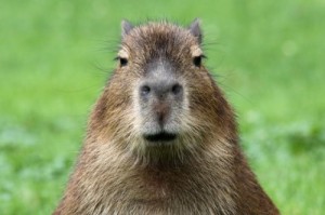 Create meme: Leningrad zoo, beaver, capibara