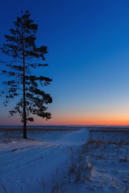 Создать мем: высокая сосна, pinus pallasiana, сосна обыкновенная дерево