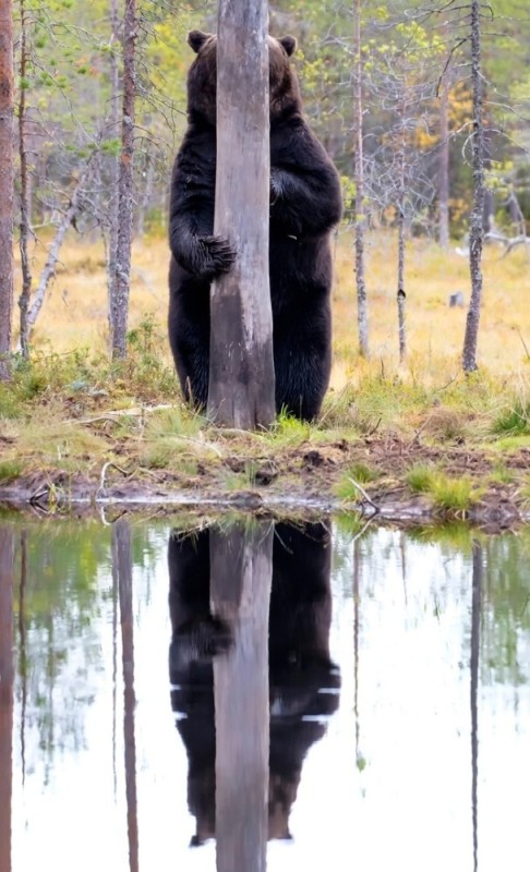 Создать мем: карельский медведь, медведь медведь, медведь в лесу