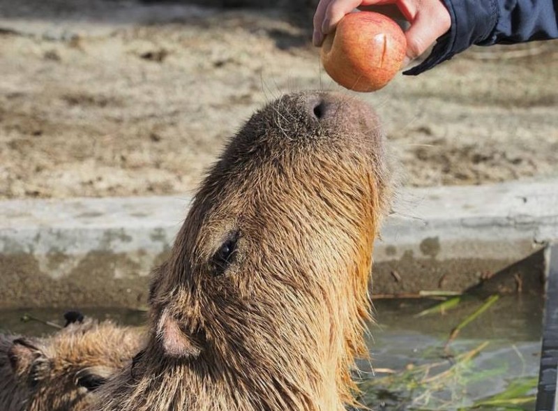 Create meme: capybaras in yuzu, big capybara guinea pig, the capybara is small