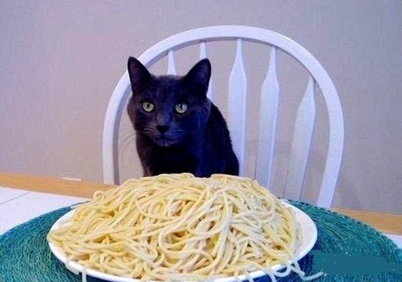 Create meme: macaroni cat, cat with noodles, spaghetti cat