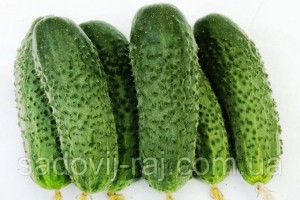 Create meme: cucumbers for open ground, cucumber