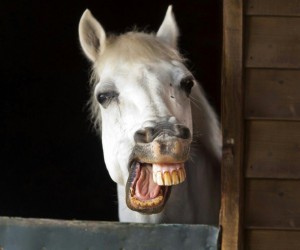Create meme: smile horse, horse, neighing horse