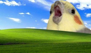 Create meme: animals, Windows XP