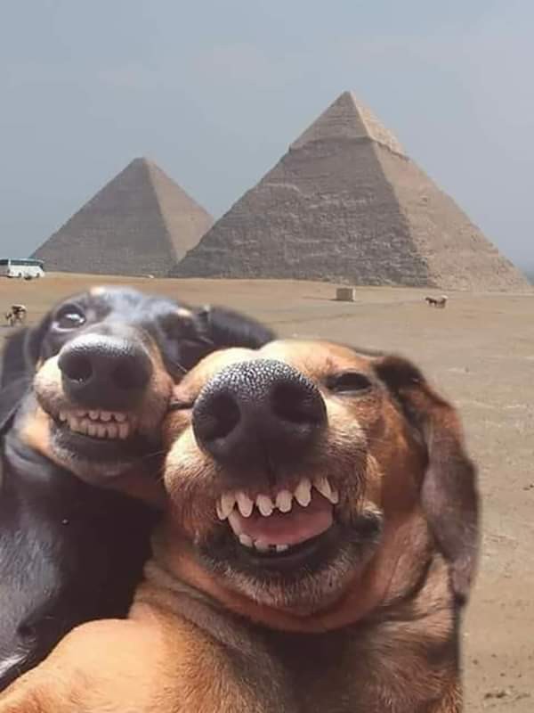Create meme: the dog is laughing, two dogs in egypt, dog
