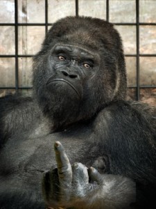 Create meme: the gorilla is the biggest APE in the world, photo of a monkey showing a middle finger, gorilla male