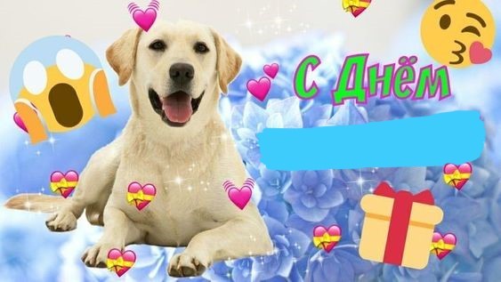 Create meme: Labrador dog, dogs , labrador retriever dog
