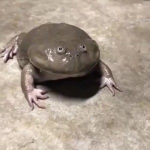 Создать мем: жаба, орущая лягушка, лягушка щитоспинка кричит
