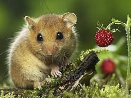 Create meme: animals cute, dormouse, Sonya