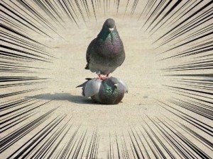 Create meme: pigeons doves, dove, sitting dove