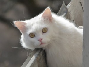 Create meme: white cat, white cat with different eyes, white cat