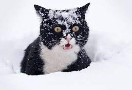 Create meme: winter cat, cat in the snow , winter cat