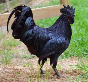 Create meme: hen and rooster, black cock vnutrennost, black cock Indonesian breed