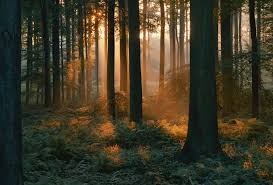 Create meme: sunset in the forest, nature forest , forest background