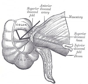 Create meme: anatomy