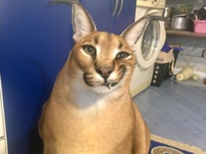 Create meme: cat, Caracal