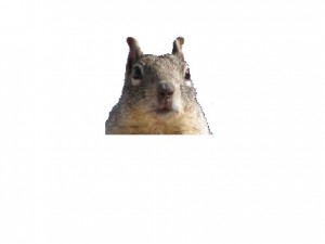 Create meme: squirrel, evil squirrel, protein from scratch
