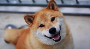 Create meme: this fiasco bro dog breed, sticker of the Shiba inu is ebites, shiba inu