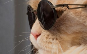 Create meme: Cat, cat with black glasses, cat in round glasses
