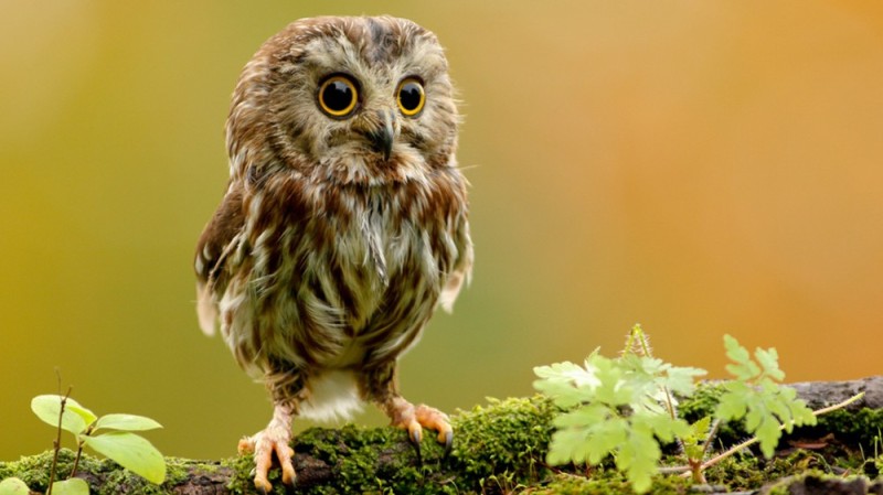 Create meme: house owl chick, owl chick, the owl's nestling