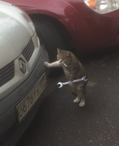 Create meme: cat lucky on the suspension, vehicle