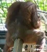Создать мем: обезьяна с красной попой, половой орган самки орангутанга, самка орангутанга