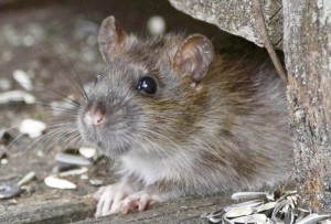 Создать мем: лесная крыса, крыса и мышь, маленькая крыса полевая