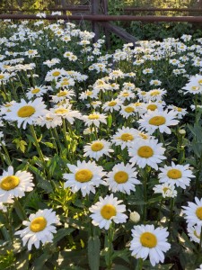 Create meme: leucanthemum gorgeous, leucanthemum, Daisy garden