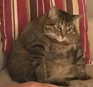 Create meme: cat, cat, fat cat