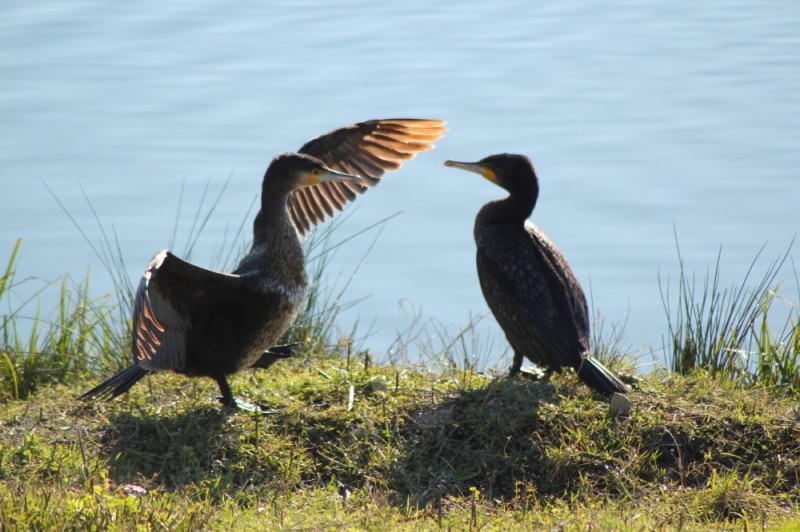 Create meme: The Baikal cormorant is a bird, diving Black Sea cormorant, cormorant 