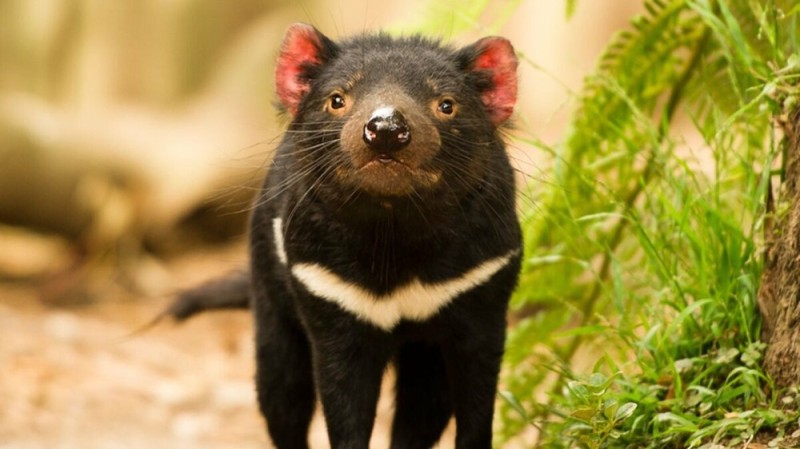 Create meme: Tasmanian devil , The marsupial devil, The Tasmanian devil is an animal