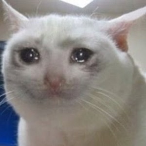 Create meme: sad cat meme, weeping cats, crying cat meme