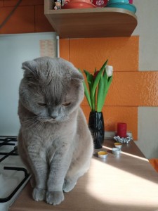 Create meme: Scottish fold cat blue, Scottish fold cat