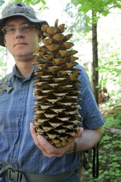 Создать мем: сосна ламберта шишки, кедровая шишка большая, pinus lambertiana шишка