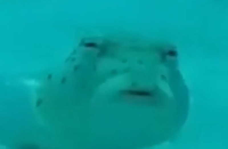 Create meme: The suspicious fish, fish suspect, suspicious puffer fish