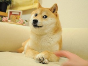 Create meme: doge